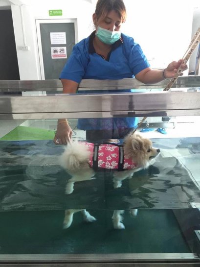 “มาดูการกายภาพหลังผ่าตัดกับเจ้าปุ้มปุ้ยผู้อุ้ยอ้ายกันเถอะ”